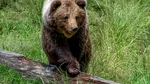 O ursoaică a fost împușcată în Poiana Brașov. Animalul a pus în pericol un grup de copii