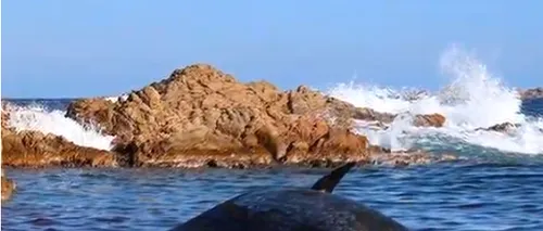 O balenă însărcinată a fost găsită moartă pe o plajă din Italia. Mamiferul avea  peste 200 de kilograme de plastic în burtă