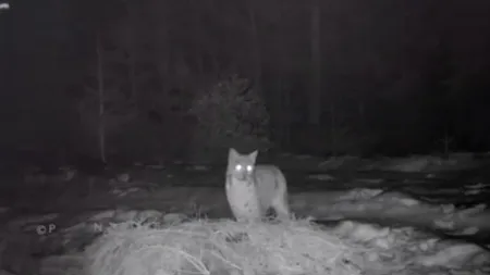 Imagini rare cu un râs, surprinse în Parcul Național Piatra Craiului