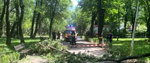 Un copac s-a prăbușit peste o tânără aflată în scaun cu rotile în Parcul Bazilescu. <i class='ep-highlight'>PNL</i> Sector 1 acuză administrația condusă de Clotilde Armand