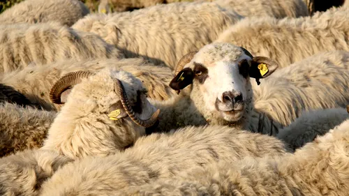 Avertisment de la Euronews: România deranjează UE prin refuzul de a anula exportul celor 70.000 de oi în state arabe