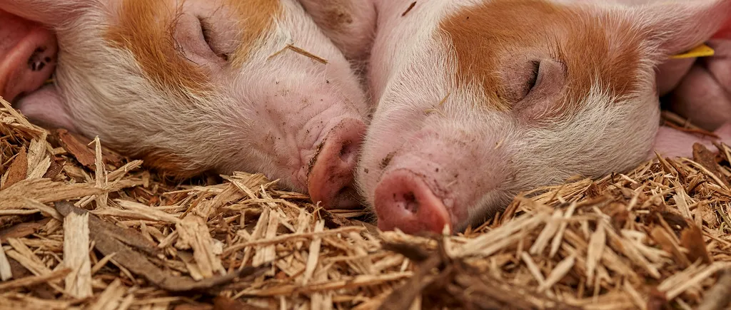 Ministrul Agriculturii, despre pesta porcină: Suntem în pericol de a ne închide pe ani de zile exportul