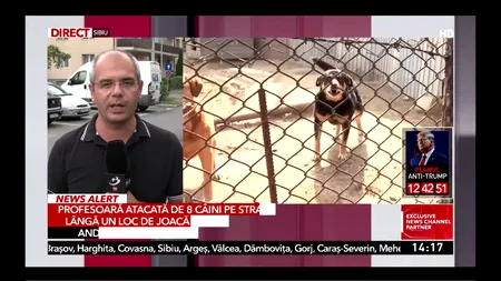 Clipe de GROAZĂ pentru o profesoară din Găești. A fost atacată de o haită de câini maidanezi