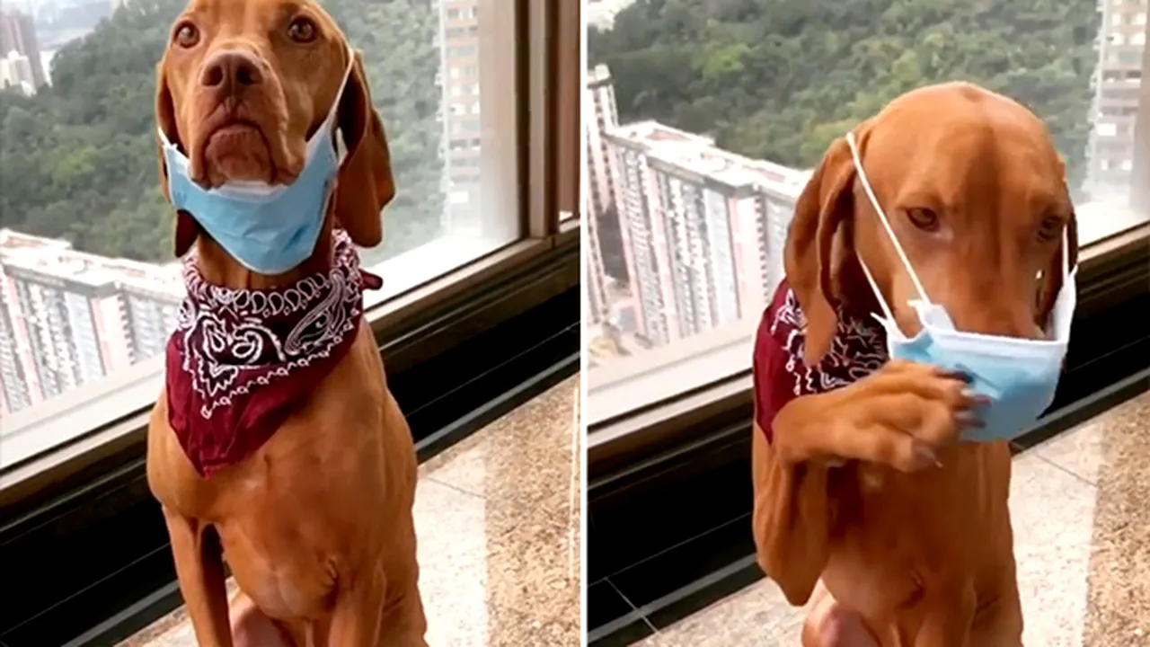 Ipoteză de ultimă oră: stăpânii de animale, în mare pericol. Gestul banal care îi poate infesta cu coronavirus