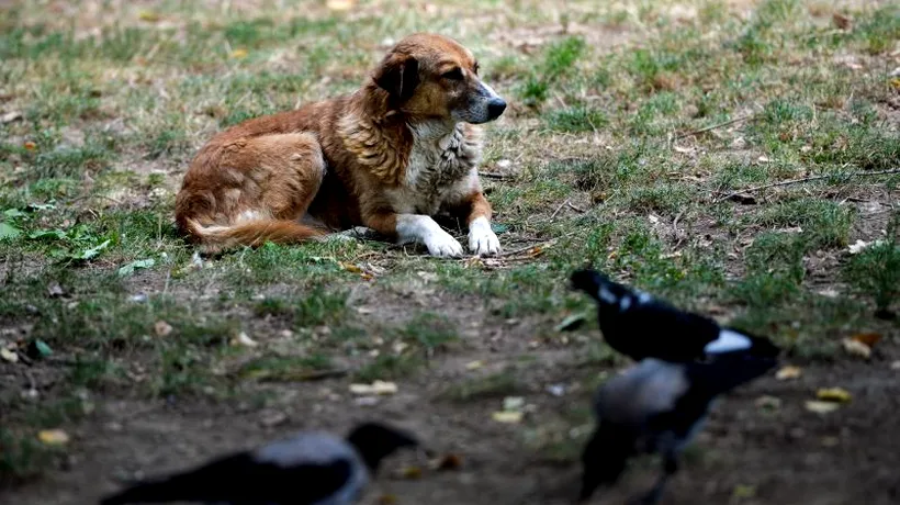 Băncescu: Numărul hingherilor a fost suplimentat, unsprezece echipe adună câini de pe străzi
