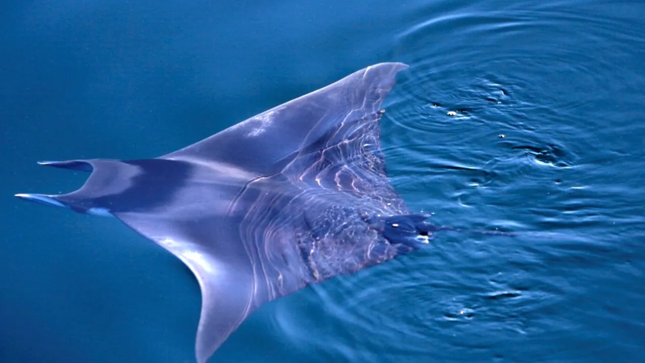 Zeci de diavoli-de-mare au eșuat în mod inexplicabil pe o plajă din Gaza. VIDEO