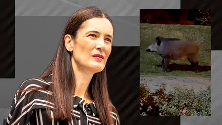 EXCLUSIV | După ”criza gunoaielor”, în sectorul administrat de Clotilde Armand a apărut și ”criza mistreților”, chiar lângă Ambasada SUA!