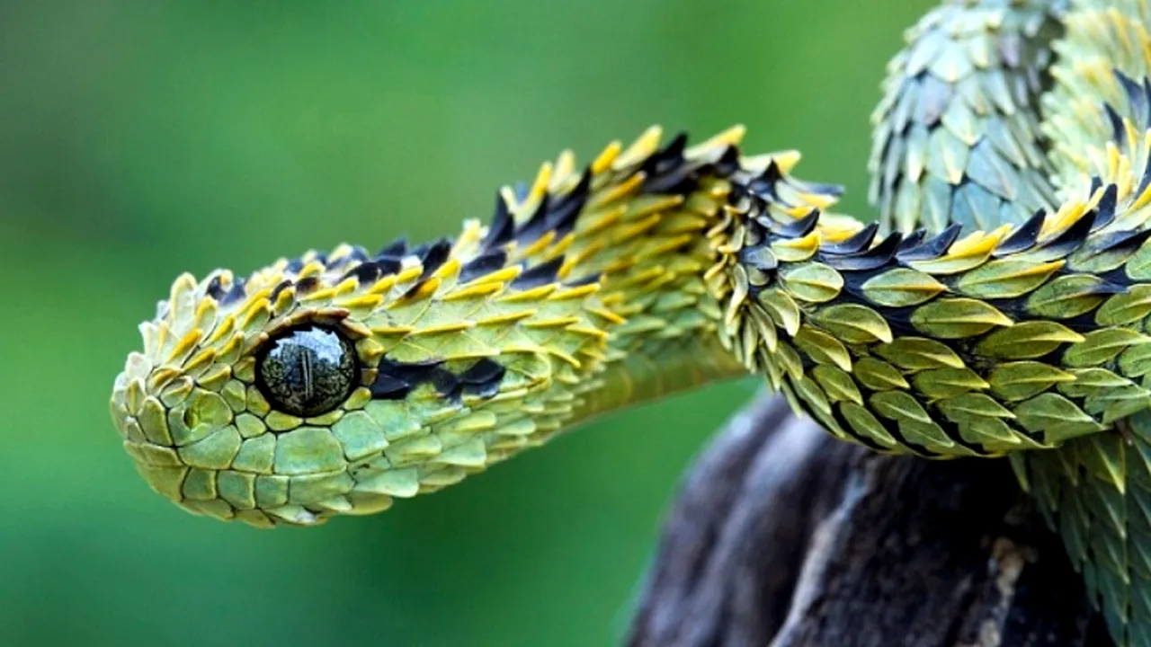 GALERIE FOTO. Cele mai bizare specii de animale și păsări din lume