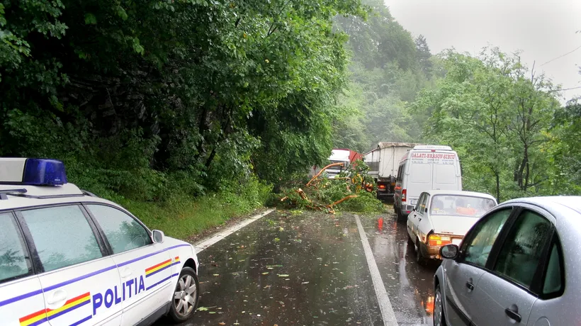 Traficul ÎNGREUNAT pe DN1 între București și Ploiești, după căderea unui copac pe șosea