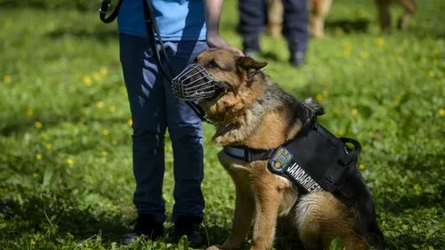Doi câini ai Jandarmeriei București sunt aniversați de Ziua Națională