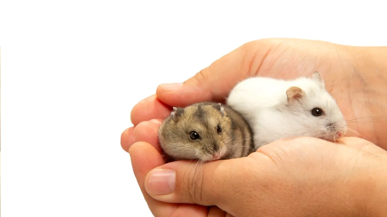 A fost descoperit un MEDICAMENT care crește speranța de viață la animale, cu 25%. Oamenii de știință speră că vor putea încetini și îmbătrânirea umană