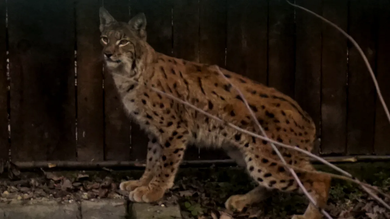 Un râs de 23 de kilograme, capturat în Carpați pentru a-și salva specia