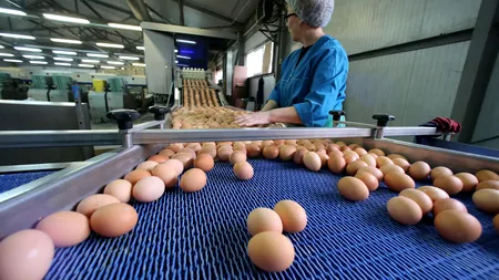 ALERTĂ alimentară. Peste 4 milioane de OUĂ CONTAMINATE cu Fipronil, găsite la o fermă din Teleorman
