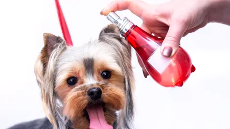 Un celebru brand italian a lansat un PARFUM de lux pentru căței. Produsul a stârnit controverse în rândul medicilor veterinari