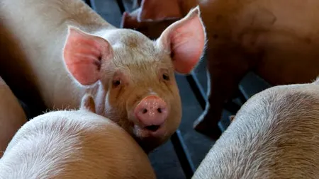Focar de pestă porcină africană în județul Ialomița. Peste 1.000 de animale au fost ucise