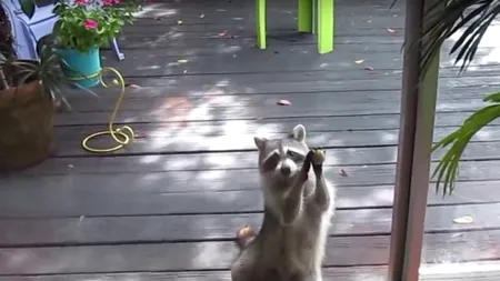 Un clip cu un raton a devenit viral pe internet: ce face când îi e foame