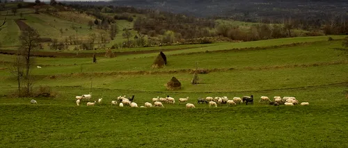 Zeci de oi au fost găsite moarte pe un câmp din Botoșani. Veterinarul a ascuns totul