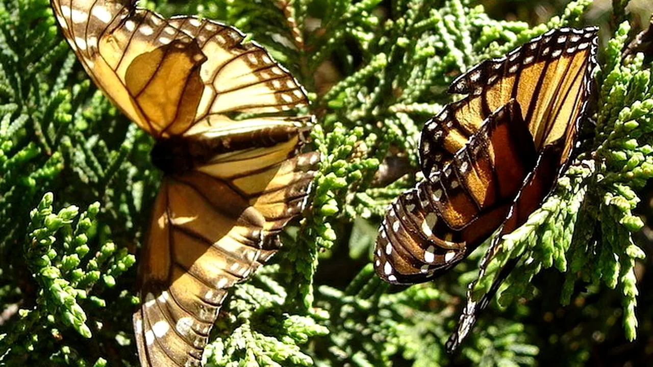 Milioane de fluturi au invadat Madridul. 