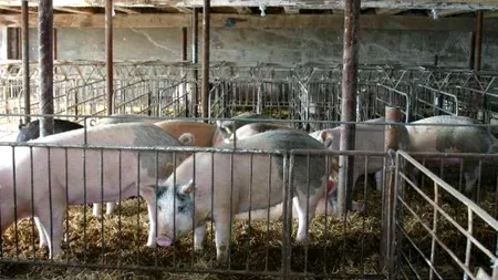 Un nou conflict Rusia-UE. Bruxelles-ul sesizează OMC și strigă: Porcul european e ținut ostatic de ruși! CORESPONDENȚĂ GÂNDUL