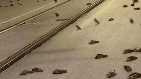 Imagini apocaliptice la Roma, unde mii de păsări ar fi murit din cauza artificiilor din noaptea de Revelion / VIDEO