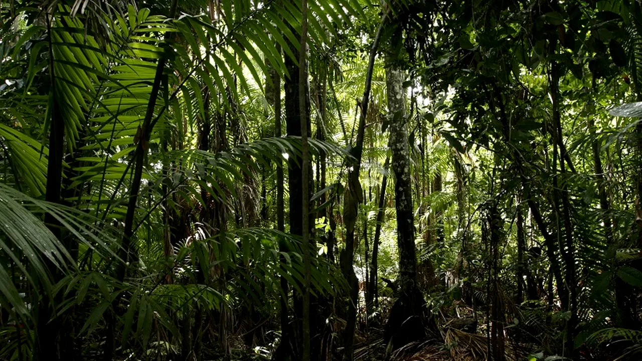 Surpriză: ce face acest român din Târgu Mureș în jungla cambodgiană. E impresionant ce a reușit în mai puțin de 10 ani