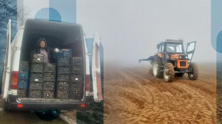 Soluții pentru SCHIMBĂRILE climatice. Cartofii extratimpurii, cultivați iarna