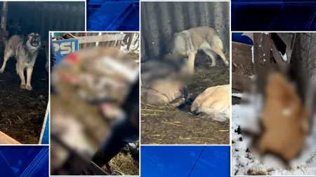 Măcel în Olt. O haită de câini, scăpată dintr-o curte privată, a ucis zeci de oi și miei. Pagubele sunt uriașe