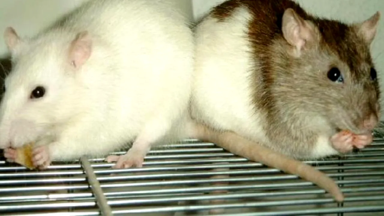 Cercetătorii americani au demonstrat că telepatia există  