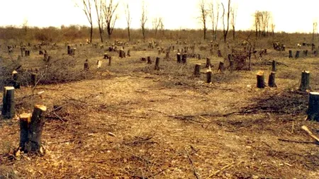 USR a depus la Camera Deputaților proiectul de înființare a unui DNA al pădurilor