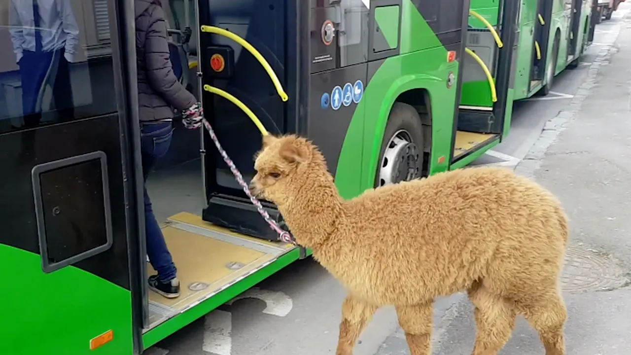 Care este pluralul pentru „ALPACA”, cuvântul care i-a pus în dificultate pe concurenţii de la America Express