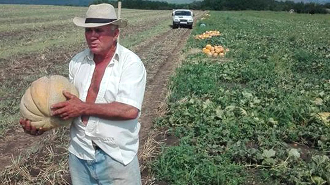 Caz incredibil în România: Fermier, amendat de Poliția Locală pentru că produce pepeni prea mari