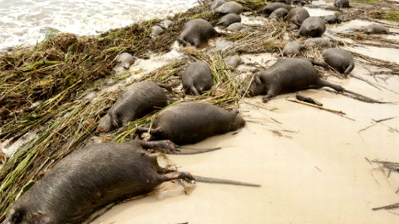 Creaturile ciudate care au invadat Iranul și împotriva cărora autoritățile au trimis lunetiști. FOTO