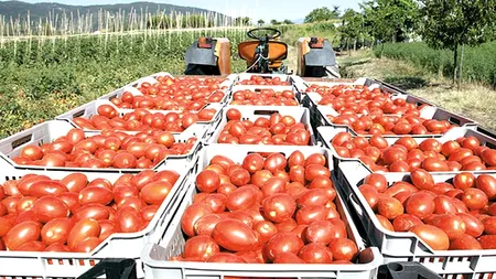Fără ajutor de stat: Programul Tomata s-a oprit. Subvențiile nu se regăsesc în cererea de consum