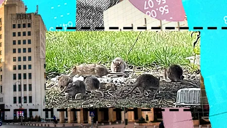 EXCLUSIV. Bucureștiul, „raiul șobolanilor”. Autoritățile au început deratizarea, dar rozătoarele amenință sănătatea populației: „Focarele nu dispar peste noapte”