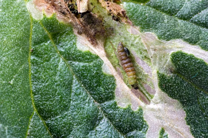Larvă de Tuta absoluta. Sursa Foto: Shutterstock