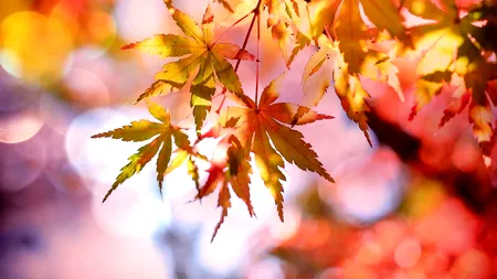 Prognoza METEO, vineri, 1 noiembrie. Temperaturi neobișnuit de calde pentru această perioadă