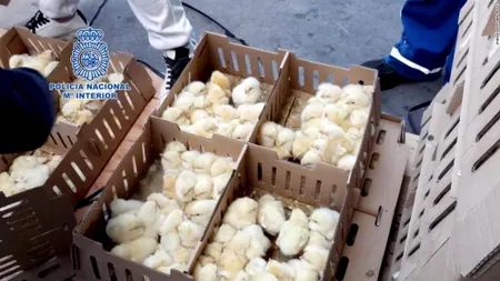 Peste 20.000 de pui au murit după ce au fost abandonați în cutii de carton la un aeroport din Madrid