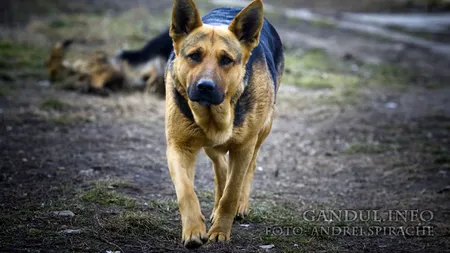 Legea „pensionării