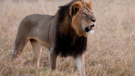 Arnold Schwarzenegger, reacție dură după ce un dentist american l-a împușcat pe leul Cecil