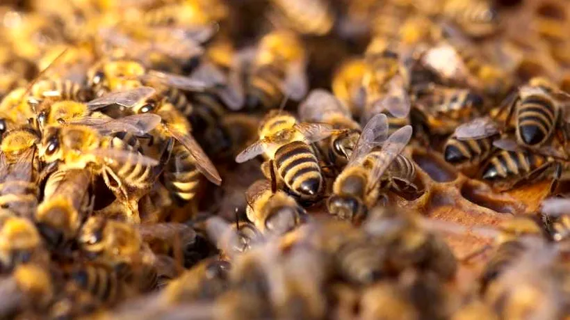 Albinele ucigașe au omorât un bărbat după ce l-au înțepat de sute de ori. Un stup care cântărea 100 de kilograme fusese deranjat din copac