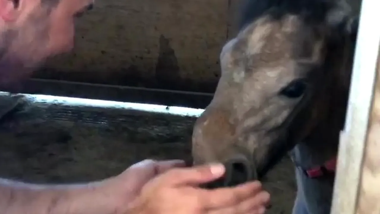 #cugandullaanimale. Un mânz cu o malformație a fost abandonat, în Brașov, împreună cu trei câini - VIDEO