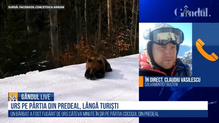 GÂNDUL LIVE. Ce spun specialiștii despre monitorul de schi de la Predeal, care „s-a jucat” cu ursul pentru a salva turiștii: A procedat ca la carte