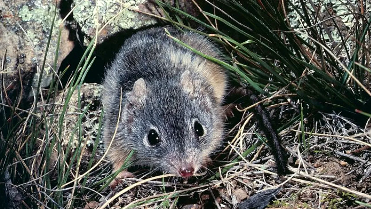 Ritualul ciudat de împerechere al acestei specii. Ce pățesc masculii la final