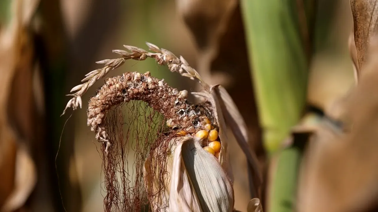 REZERVELE DE ALIMENTE la nivel global VOR SCĂDEA pentru al treilea an consecutiv. Care este motivul

