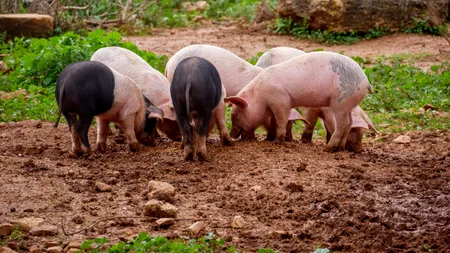 Porcul românesc, vedetă pe raft de Crăciun. Comercianții și oficialii din agricultură au ajuns la un acord