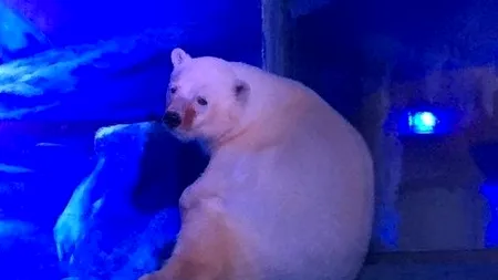 ''Cel mai trist urs polar din lume'' așteaptă să fie salvat. Un VIDEO sfâșietor