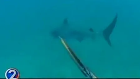 VIDEO. Întâlnirea care l-a speriat de moarte pe un pasionat de scufundări. 