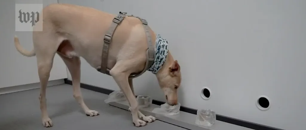 VIDEO. Câini antrenaţi să depisteze COVID, aduşi pe aeroportul din Helsinki. „Pot descoperi boala înainte să apară primele simptome”
