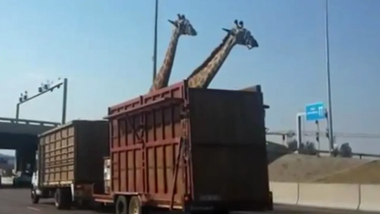 Incidentul care a stârnit REVOLTĂ pe internet: ce s-a întâmplat cu o girafă transportată într-un camion