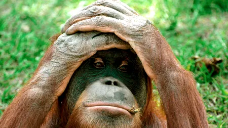 Imaginea care a ajuns în lumea întreagă. Cum și unde se relaxează acest urangutan